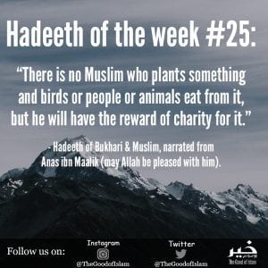 Islamic Quotes About Kindness Towards Animals (4)