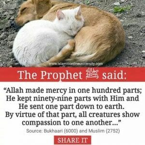 Islamic Quotes About Kindness Towards Animals (5)