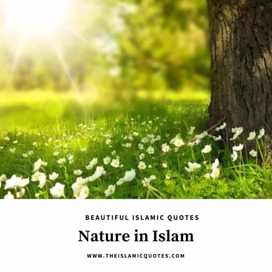 islamic quotes on nature