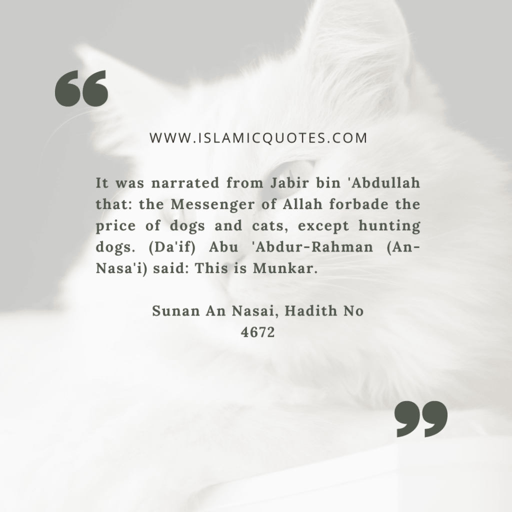 Pets in Islam - Complete Guide on What's Allowed & What's Not